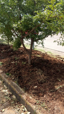 Retiro y movimiento de arbolado urbano