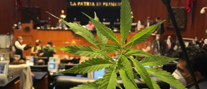 Legisla Senado sobre regulaci&oacute;n de la mariguana