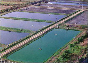 Nayarit: urge el cambio de reglas para producir camar&oacute;n