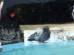 94 aniversario del natalicio del PCM