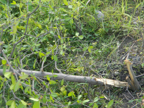 Ecocidio en el Parque de la Dignidad