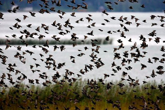 Inicia en San Blas festival internacional de aves migratorias