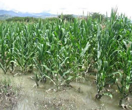 Nayarit, otra vez desastre agr&iacute;cola	