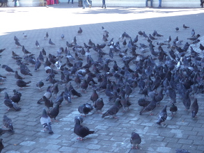 Narcotr&aacute;fico, gran negocio del capitalismo