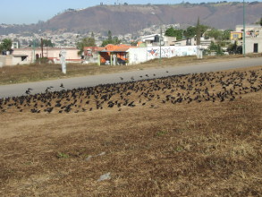 Concierto de clausura 2016-2017
