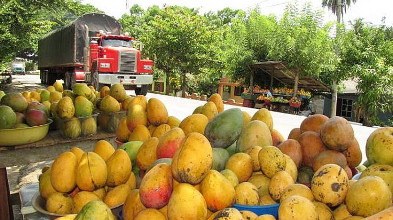 Contentos con gobierno Echevarrista productores de mango; aument&oacute; precio por certidumbre en venta