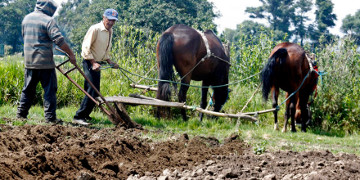 En Nayarit, el campesino siembra para comer, no para vender