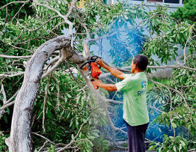 La mancha depredadora