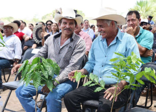 En 15 mil hect&aacute;reas de municipios de Nayarit se plantar&aacute; caf&eacute;