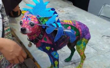 Duplica Congreso sanci&oacute;n por maltrato animal