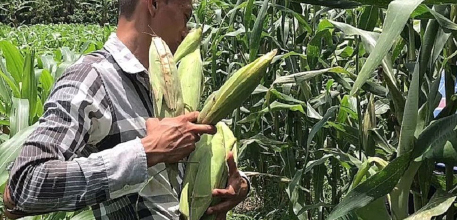 Piden frenar robo de cosechas en ejidos de Nayarit