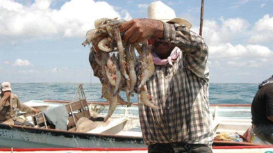 Porque afecta econom&iacute;a de pescadores, exigen diputados terminar veda de camar&oacute;n en Nayarit