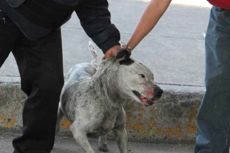 El Congreso y  el maltrato animal&hellip;