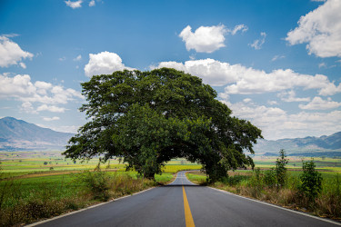 Crea Congreso Fondo Estatal para preservar medio ambiente