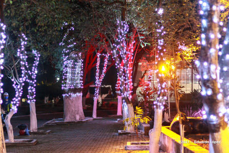 En la Alameda de Tepic &aacute;rboles en riesgo de muerte