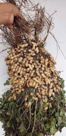 Productores de cacahuate reducen uso de pesticidas 