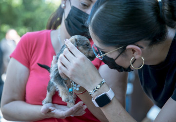 El nuevo Reglamento de Bienestar Animal que, m&aacute;s podr&iacute;a perjudicar el bolsillo