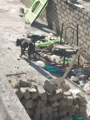 Un posible s&iacute;ndrome recaudatorio de Antonio L&oacute;pez de Santa Anna