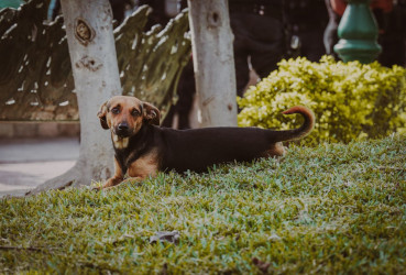 En el Congreso de Nayarit buscan aumentar pena por maltrato animal