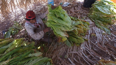 Nayarit, otrora gran productor de tabaco