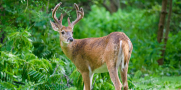 Los venados. Milagro de semana santa  