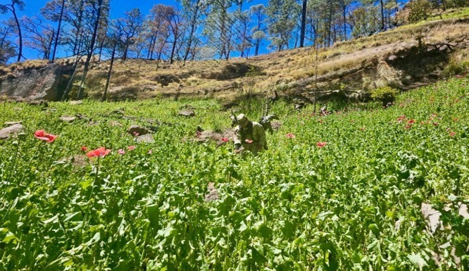 De la pobreza al narco cultivo